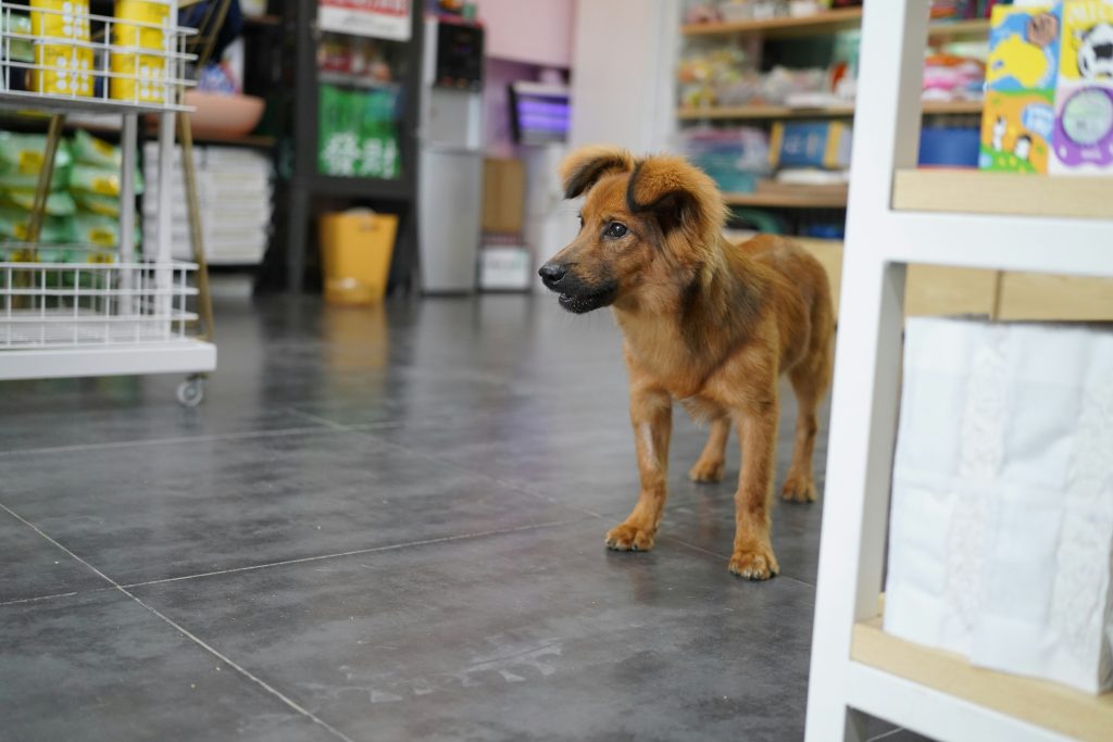 dog in pet store