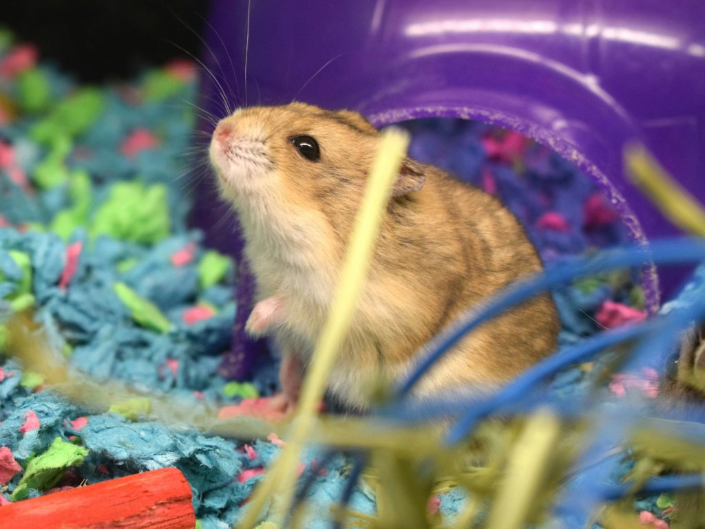 Hamster in a pet store